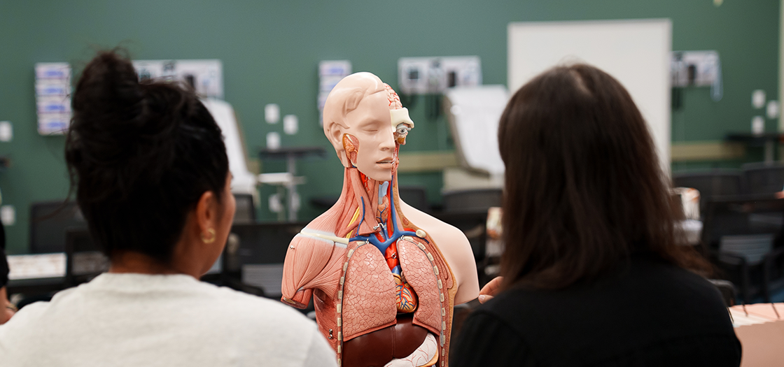 students with a model